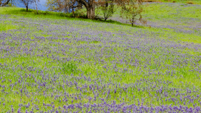 A hillside of Sky Lupine along Road 53