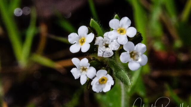 Plagiobothrys nothofulvus Rusty popcornflower, Plagiobothrys nothofulvus