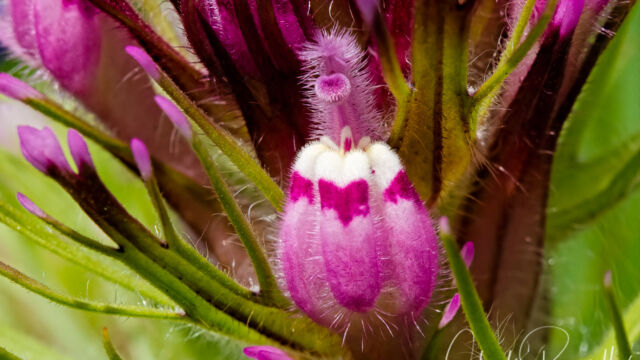 Castilleja exserta Purple owl's clover, Castilleja exserta