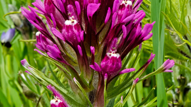 Castilleja exserta Purple owl's clover, Castilleja exserta