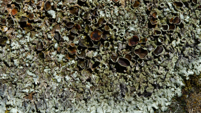 Lichen