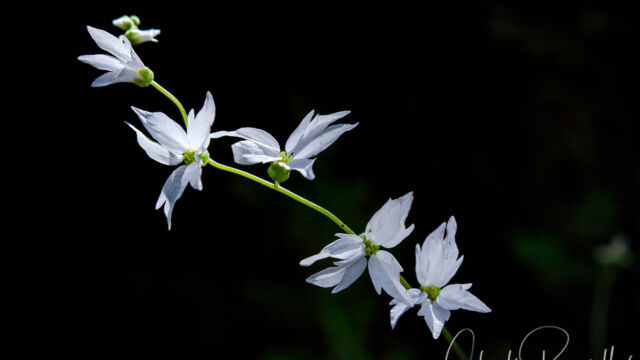 Lithophragma heterophyllum Hillside woodland star, Lithophragma heterophyllum