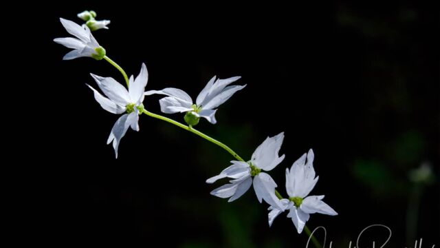 Lithophragma heterophyllum Hillside woodland star, Lithophragma heterophyllum