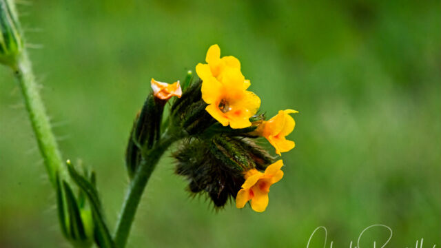 Amsinckia menziesii Small flowered fiddleneck, Amsinckia menziesii