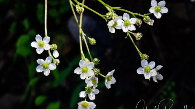 Micranthes californica Greene's saxifrage, Micranthes californica