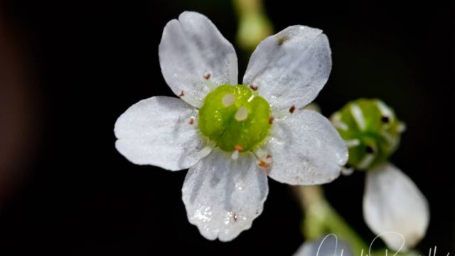 Micranthes californica Greene's saxifrage, Micranthes californica