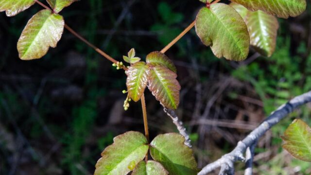 Toxicodendron diversilobum Posion Oak, Toxicodendron diversilobum