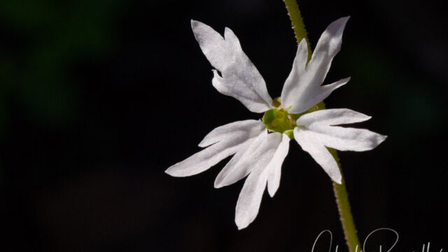 Lithophragma heterophyllum Hillside woodland star, Lithophragma heterophyllum