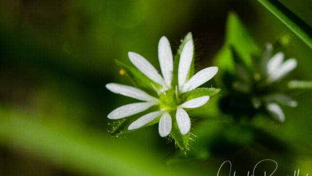 Stellaria media Chickweed, Stellaria media