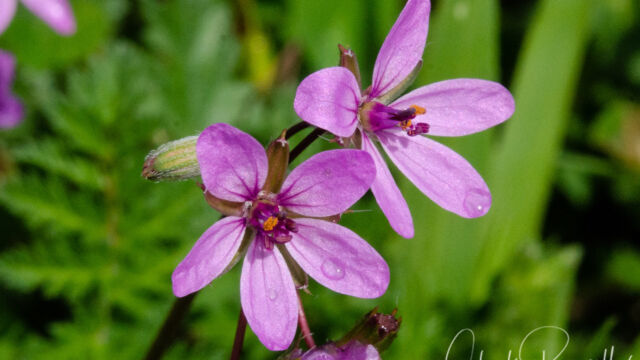 Erodium cicutarium Red stemmed filaree, Erodium cicutarium