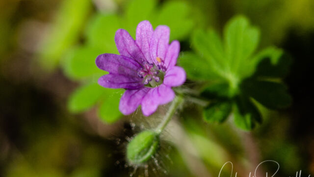 Geranium molle Dove's foot geranium, Geranium molle