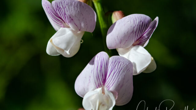 Lathyrus vestitus var. vestitus Hillside pea, Lathyrus vestitus var. vestitus
