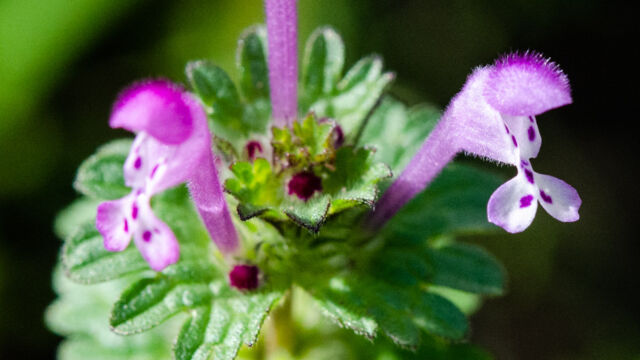 Lamium amplexicaule Henbit deadnettle, Lamium amplexicaule