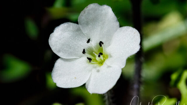Nemophila heterophylla Canyon nemophila, Nemophila heterophylla