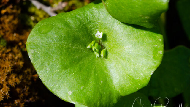 Claytonia perfoliata Miner's lettuce, Claytonia perfoliata