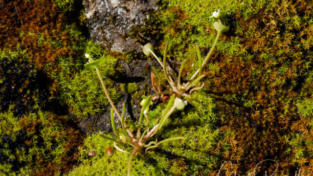 Claytonia parviflora Narrow leaved miner's lettuce, Claytonia parviflora