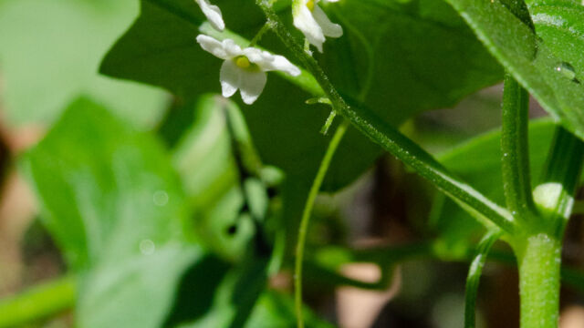 Marah fabacea California man-root, Marah fabacea