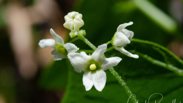 Marah fabacea California man-root, Marah fabacea