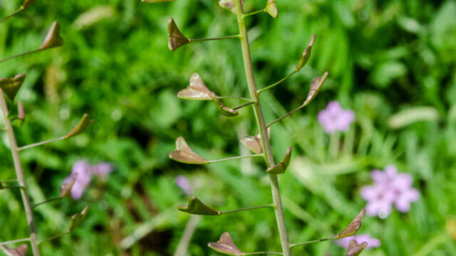 Capsella bursa-pastoris Shepherd's purse, Capsella bursa-pastoris