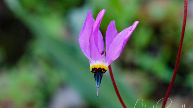 Primula hendersonii Mosquito bill, Primula hendersonii
