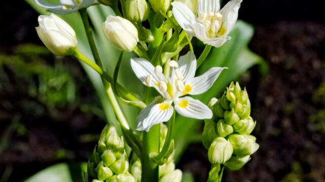 Toxicoscordion fremontii Fremont's death camas, Toxicoscordion fremontii