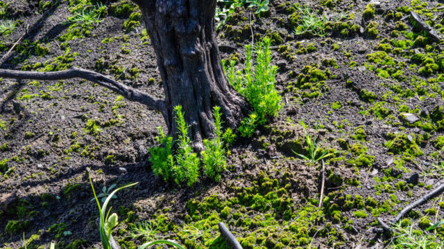 Adenostoma fasciculatum, resprouting from the base after a fire Chamise, Adenostoma fasciculatum, resprouting from the base after a fire