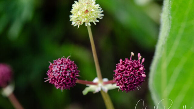 Sanicula bipinnatifida Purple sanicle, Sanicula bipinnatifida