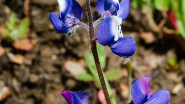 Lupinus nanus Sky lupine, Lupinus nanus
