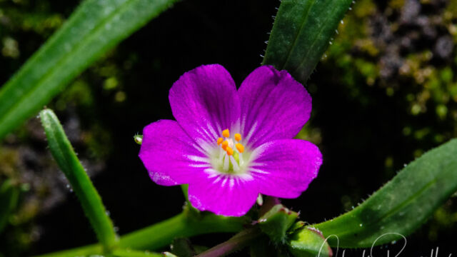 Calandrinia menziesii Red maids, Calandrinia menziesii