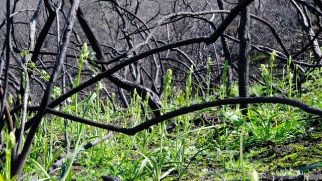 Fremont's Death Camas is responding vigorously to the prior year's fire, amongst the Chamise Fremont's Death Camas is responding vigorously to the prior year's fire, amongst the Chamise