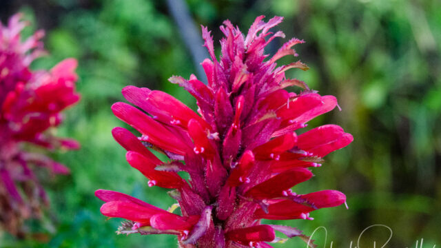 Pedicularis densiflora Warrior's plume, Pedicularis densiflora
