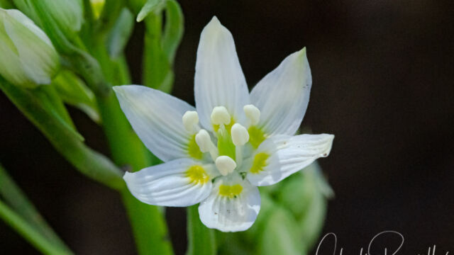 Toxicoscordion fremontii Fremont's death camas, Toxicoscordion fremontii