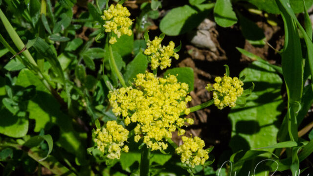 Lomatium dasycarpum, Hog fennel, Lomatium dasycarpum,