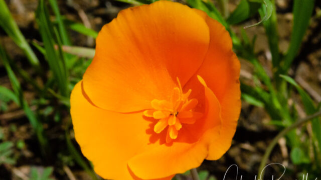 Eschscholzia caespitosa Foothill poppy, Eschscholzia caespitosa