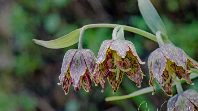 Fritillaria affinis Checker lily, Fritillaria affinis