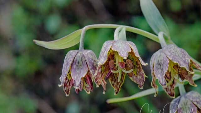 Fritillaria affinis Checker lily, Fritillaria affinis