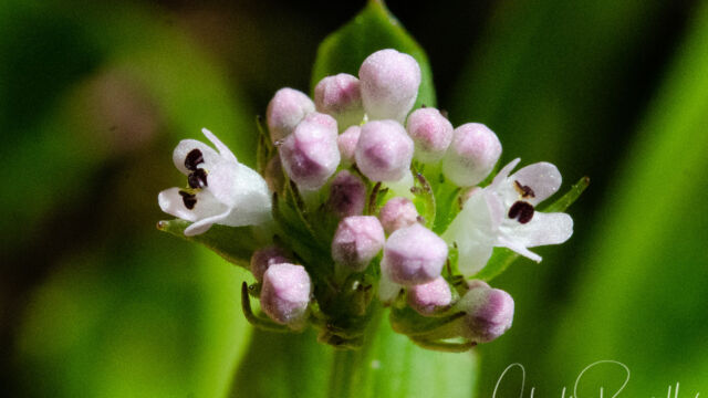 Plectritis congesta Sea blush, Plectritis congesta