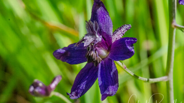 Delphinium patens ssp. patens Zigzag larkspur, Delphinium patens ssp. patens