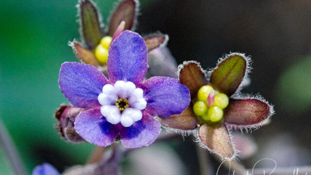 Cynoglossum grande Grand hound's tongue, Cynoglossum grande