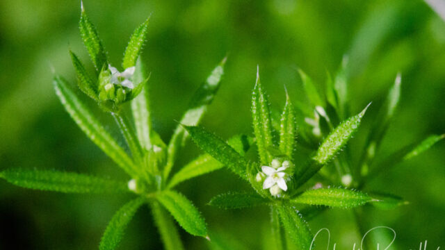 Galium aparine Common bedstraw, Galium aparine