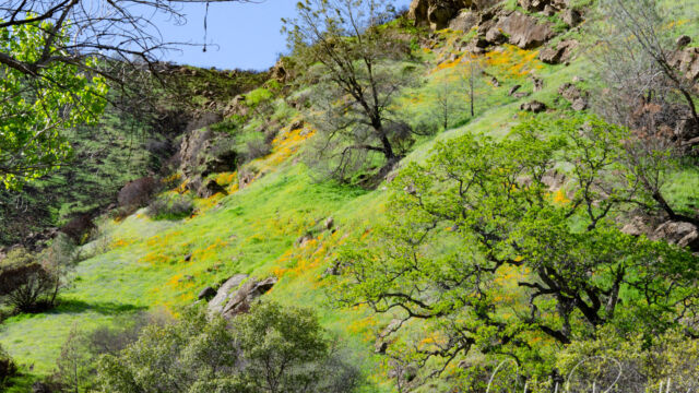 A hillside above Road 53 with Foothill poppies and lupines A hillside above Road 53 with Foothill poppies and lupines