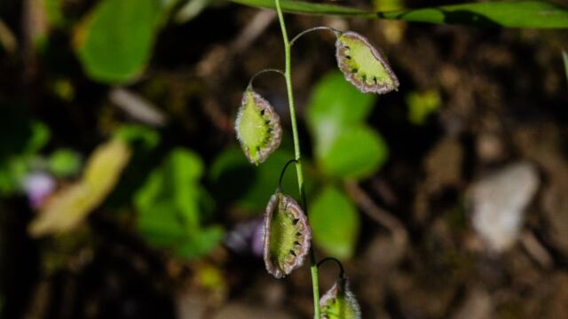 Thysanocarpus curvipes Fringe pod, Thysanocarpus curvipes