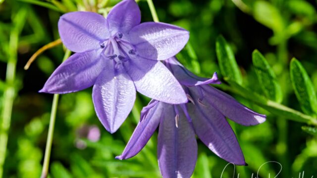 Triteleia laxa Ithuriel's spear, Triteleia laxa