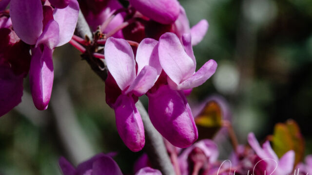 Cercis occidentalis Western redbud, Cercis occidentalis