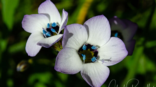 Gilia tricolor ssp. tricolor Bird's eye gilia, Gilia tricolor ssp. tricolor