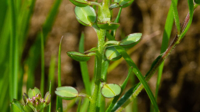Lepidium nitidum Shining peppergrass, Lepidium nitidum