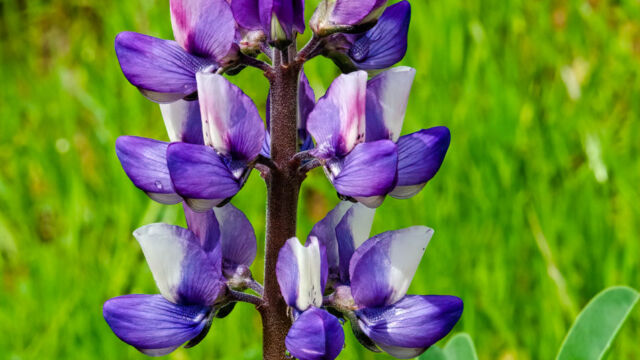 Lupinus succulentus Arroyo lupine, Lupinus succulentus