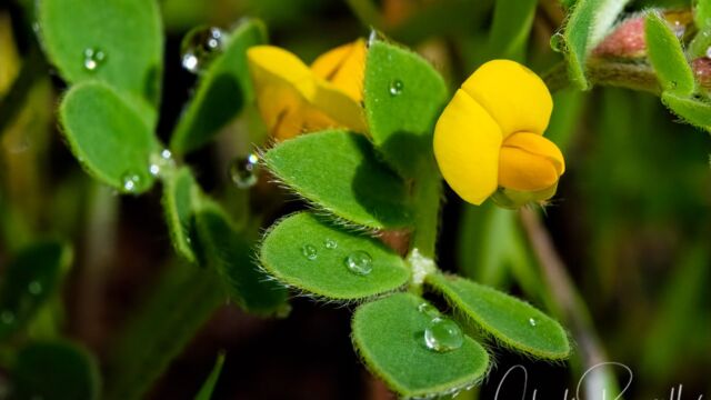 Acmispon wrangelianus Chilean trefoil, Acmispon wrangelianus