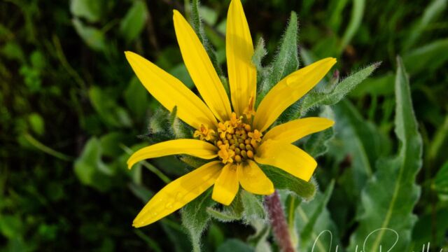 Wyethia angustifolia Narrow leaf mule ears, Wyethia angustifolia