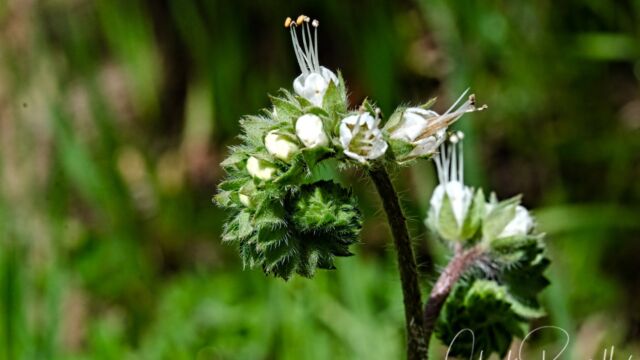 Phacelia distans Common phacelia, Phacelia distans